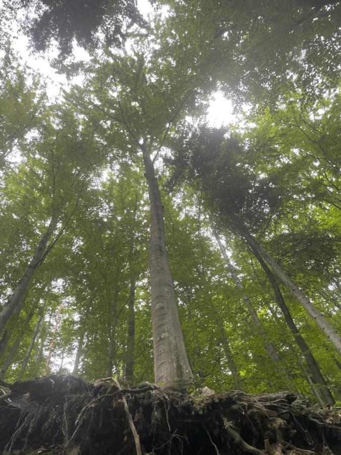 Vila Romantyczna Chatka Pisarzowice  Exteriér fotografie